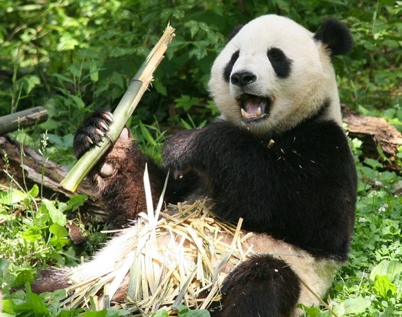 *Burp* (Illustrating complacency is really hard.)